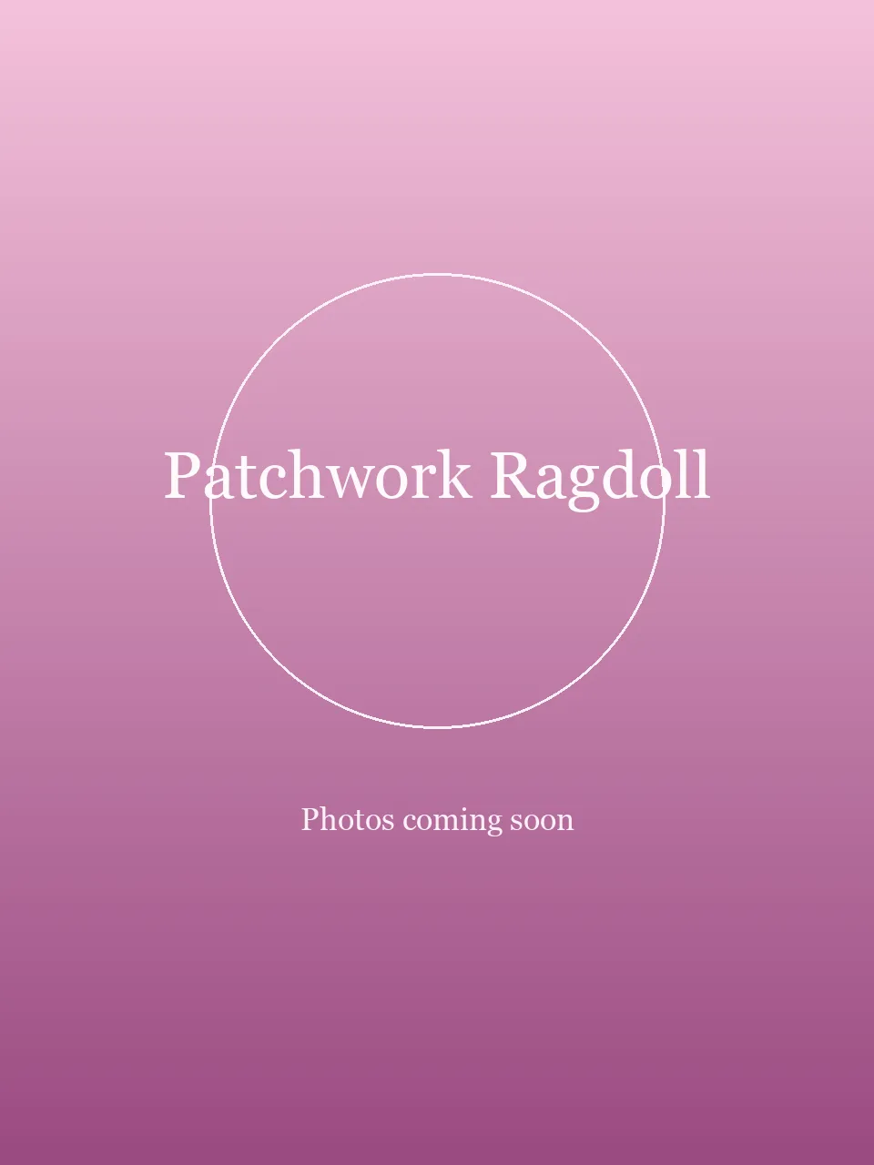 Patchwork Ragdoll party character photo 2